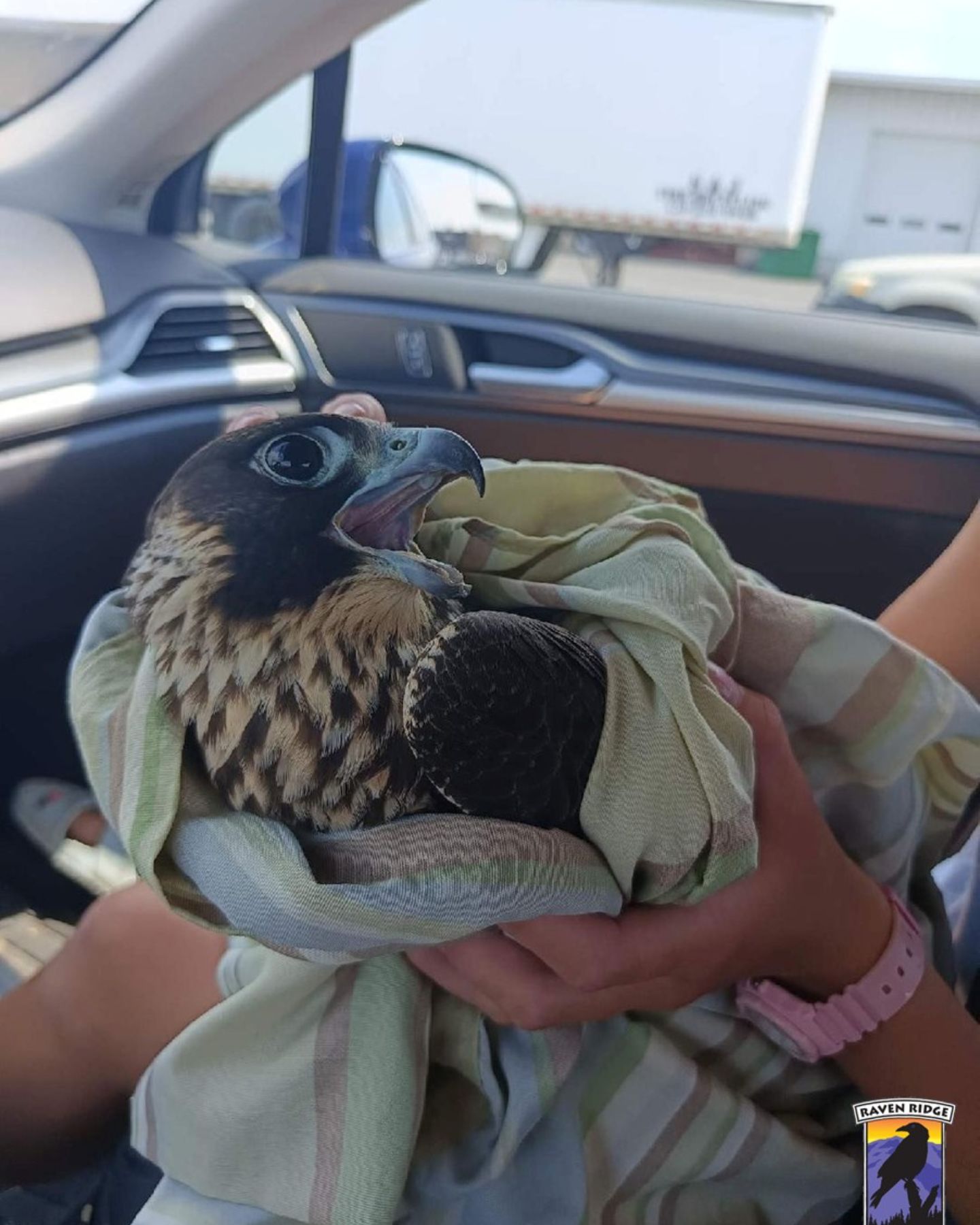 Fastest Predator in a car