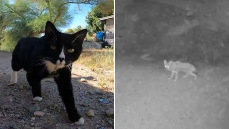 fearless cat