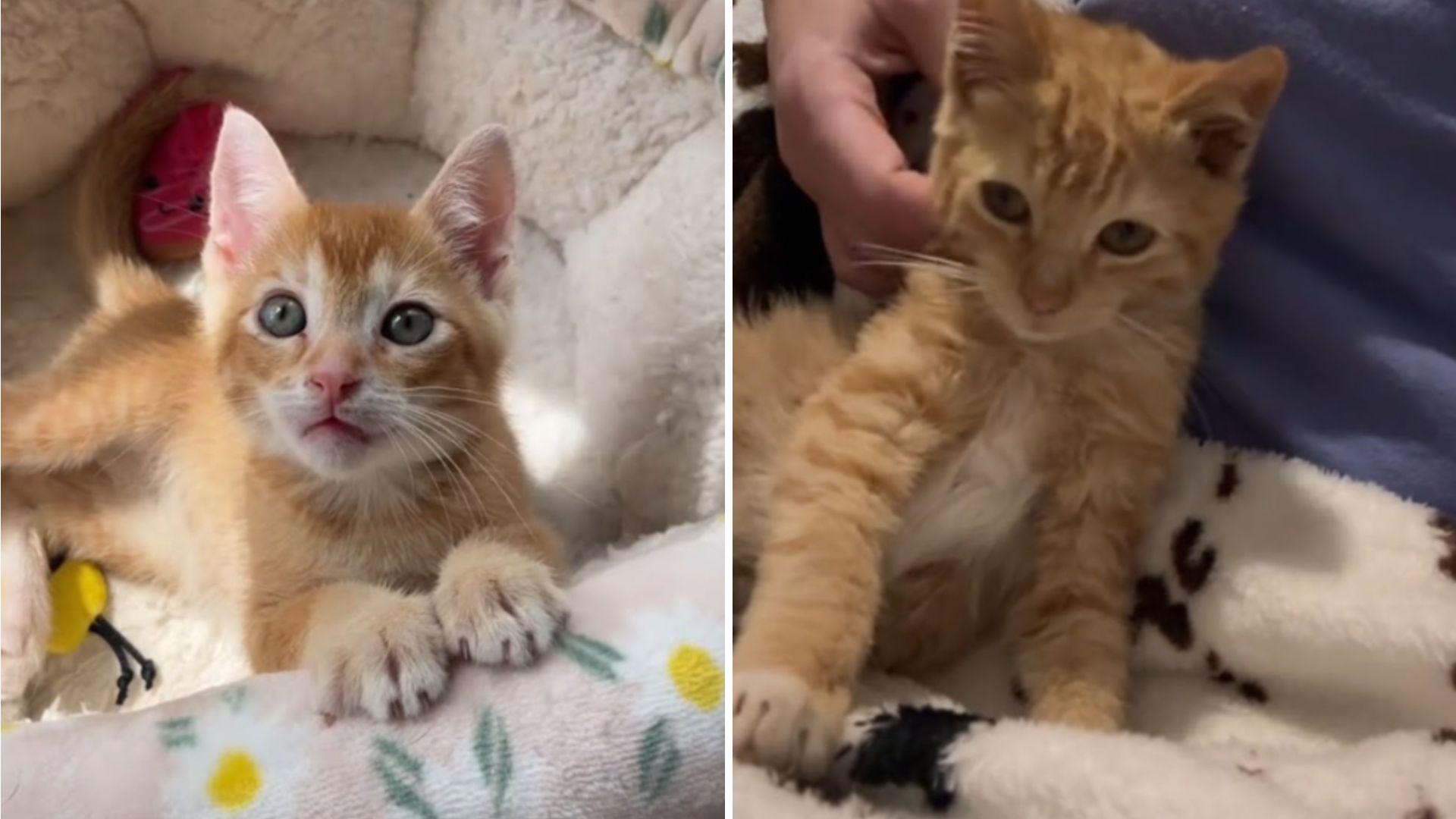 feisty kitten