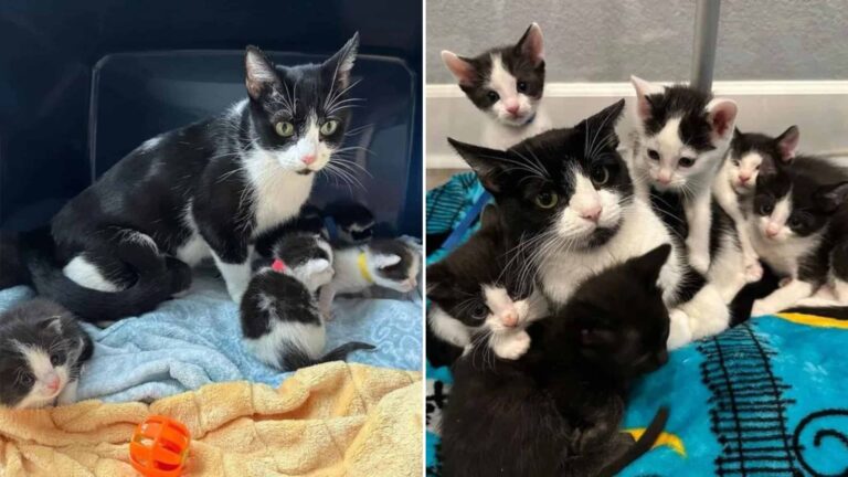 feline family