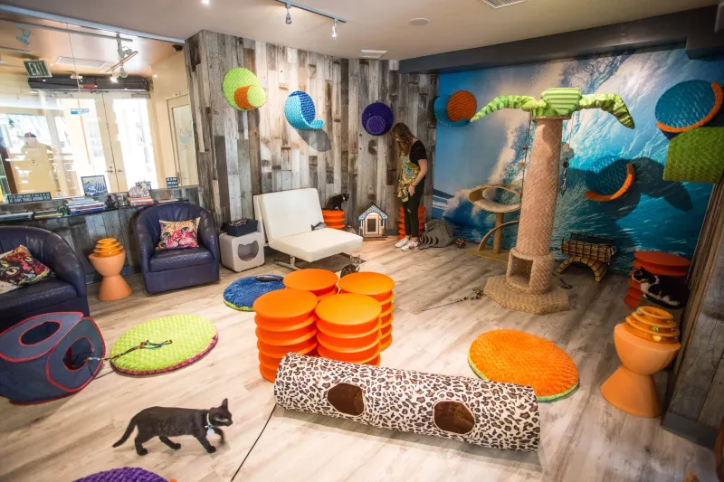 Catmosphere Laguna – Laguna Beach
