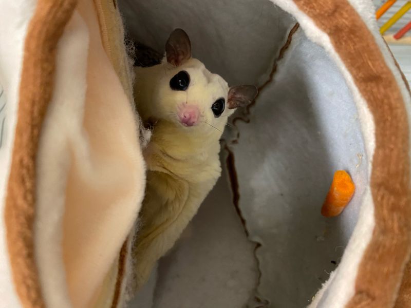 Sugar Gliders