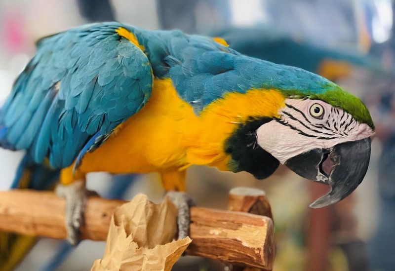 Macaws