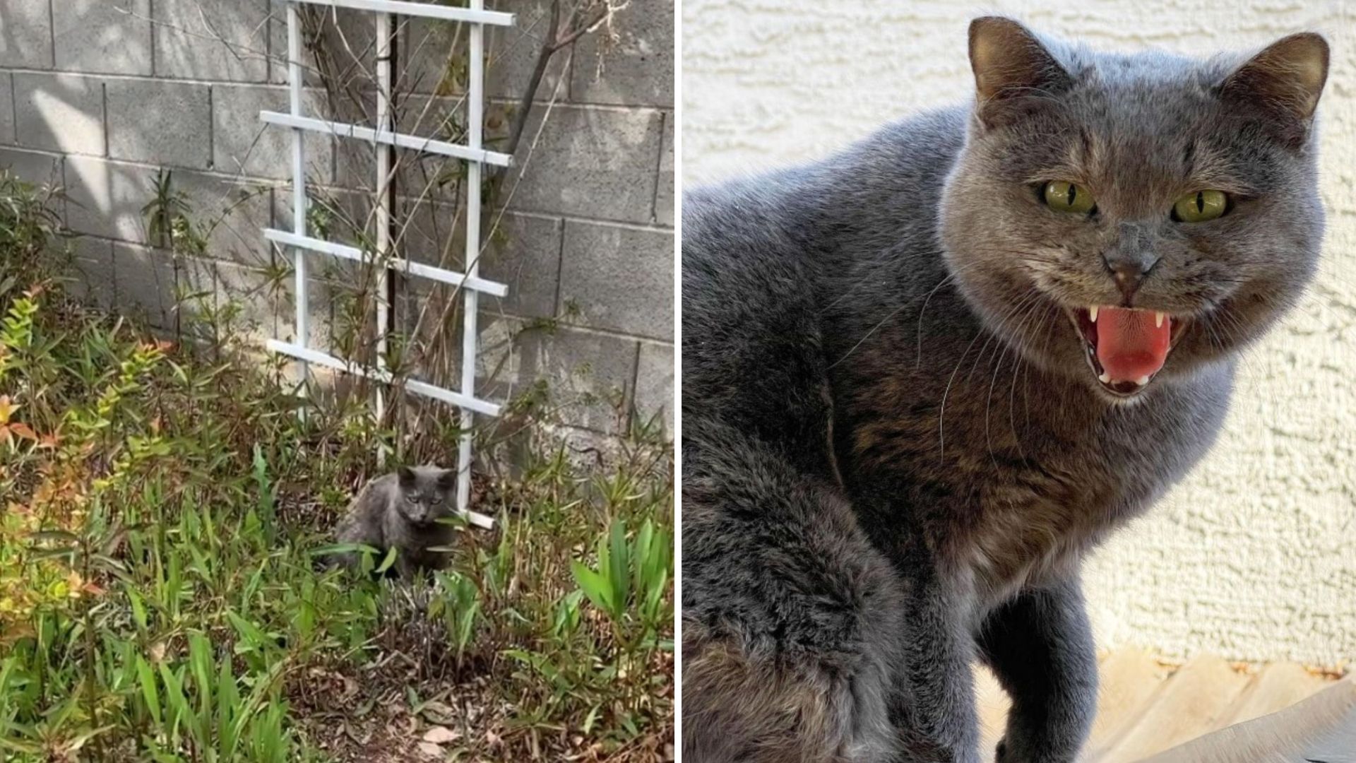 feral cat