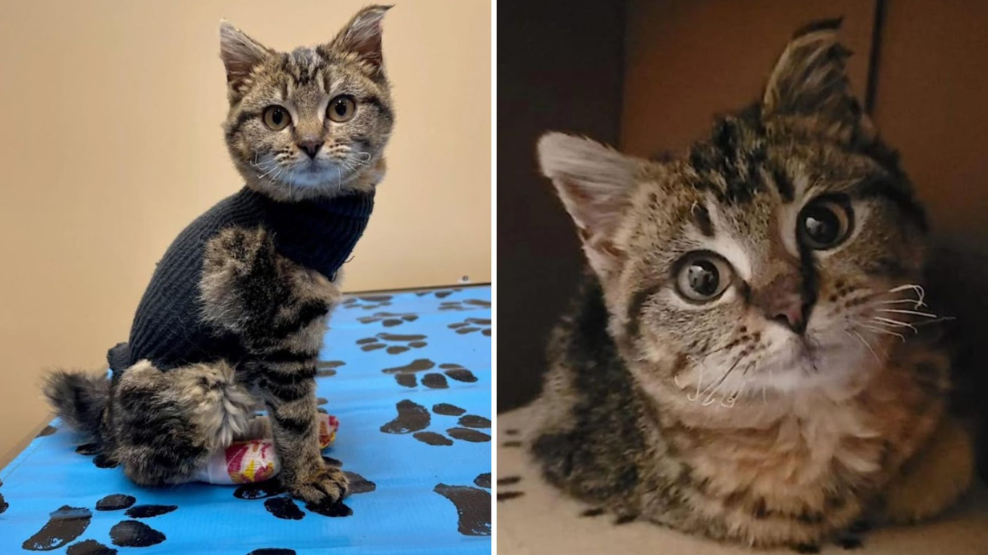 Feral Kitten Accidentally Set On Fire In Massachusetts After Falling Asleep In Brush Pile