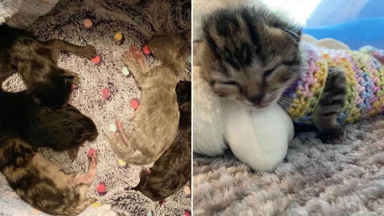 five kittens with three umbilical cords