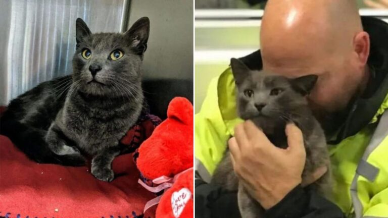 truck driver with cat