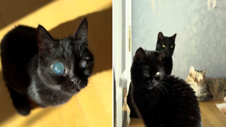 blind cat