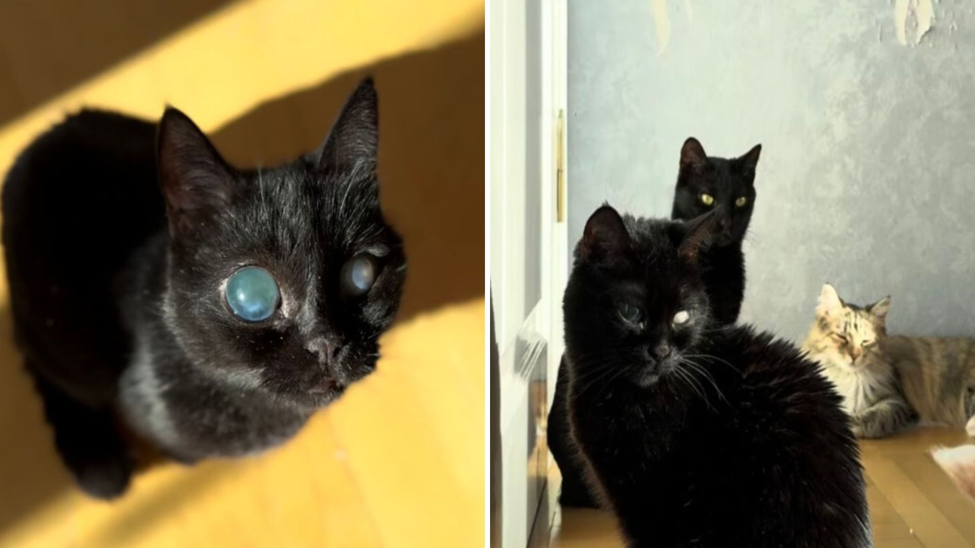 blind cat