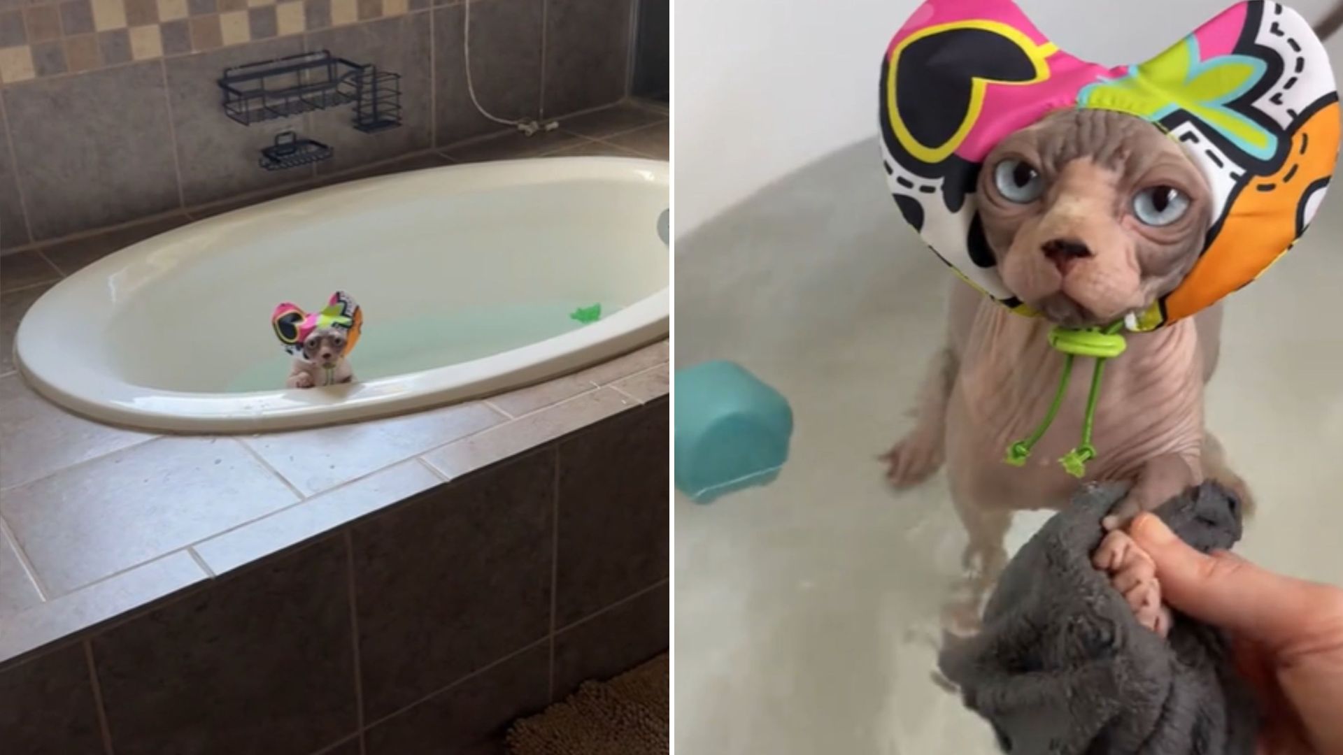 cat without fur in a bath