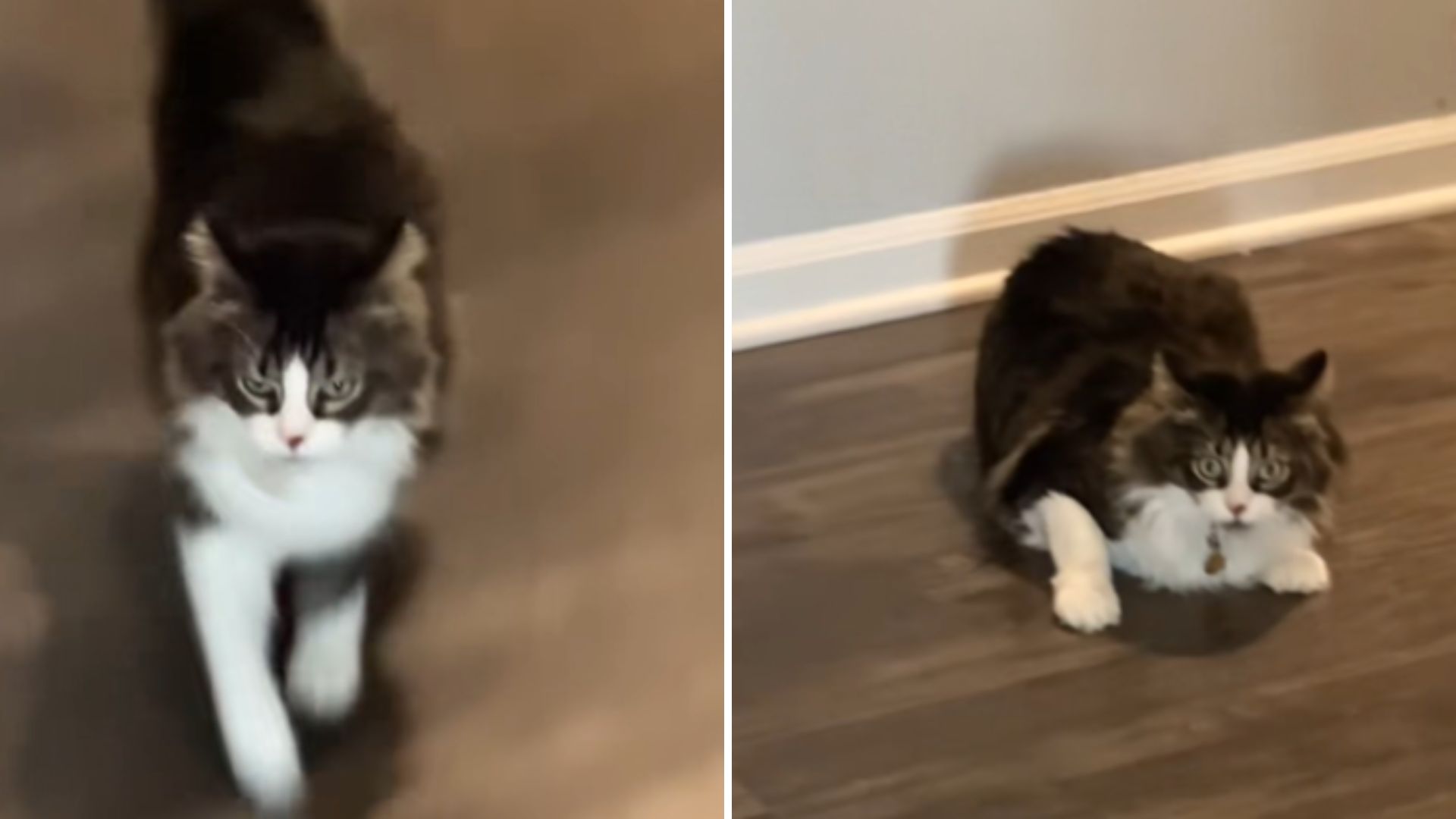 playful cat