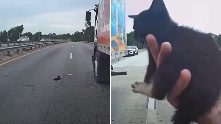 kitten in the highway