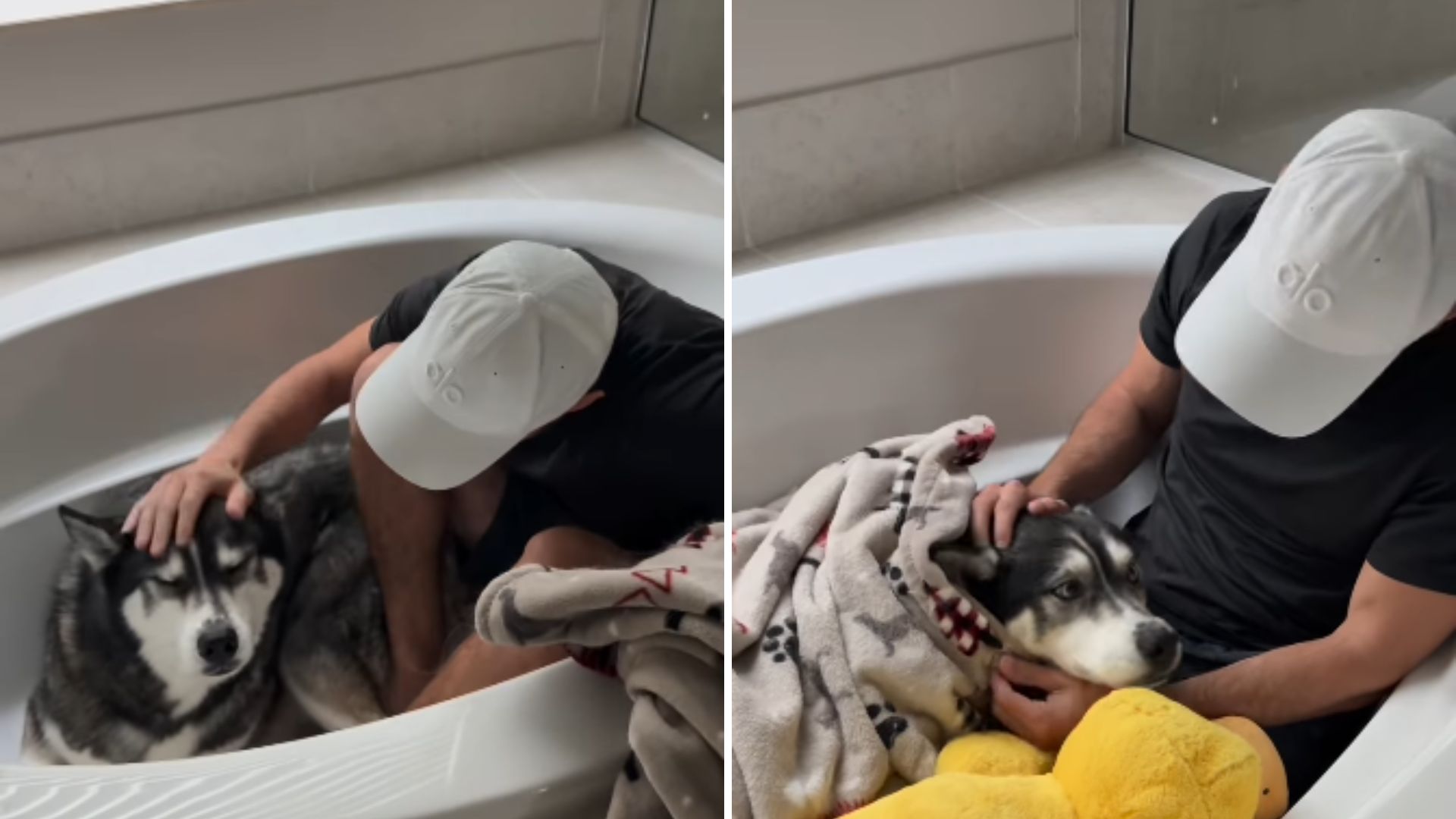 husky hides in bath during storm