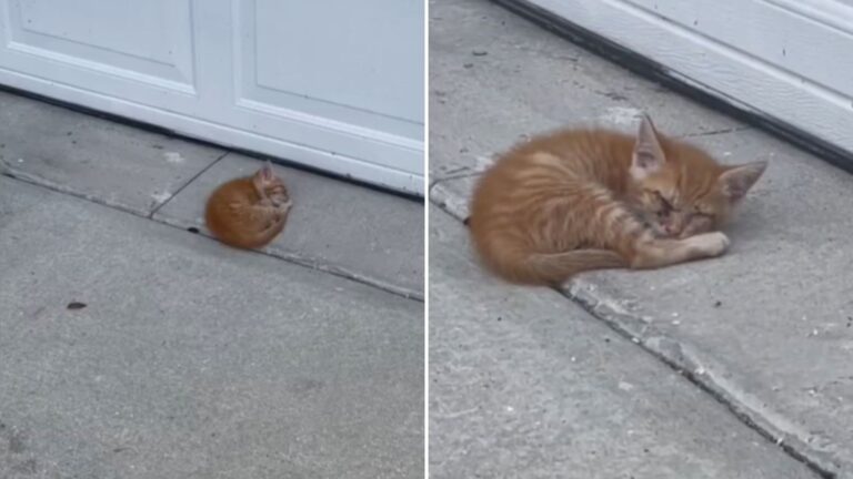 curled up fragile kitten