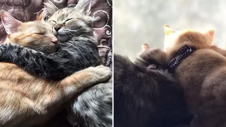 Florida Couple’s Surprise Plan Keeps Two Bonded Shelter Cats From Being Separated