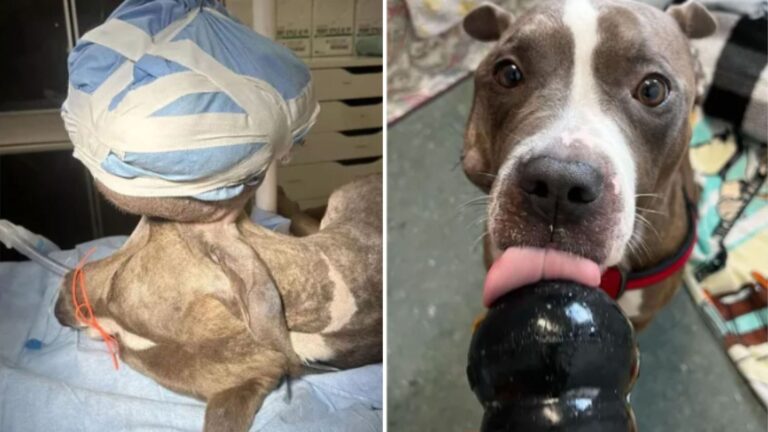 pup with tumor