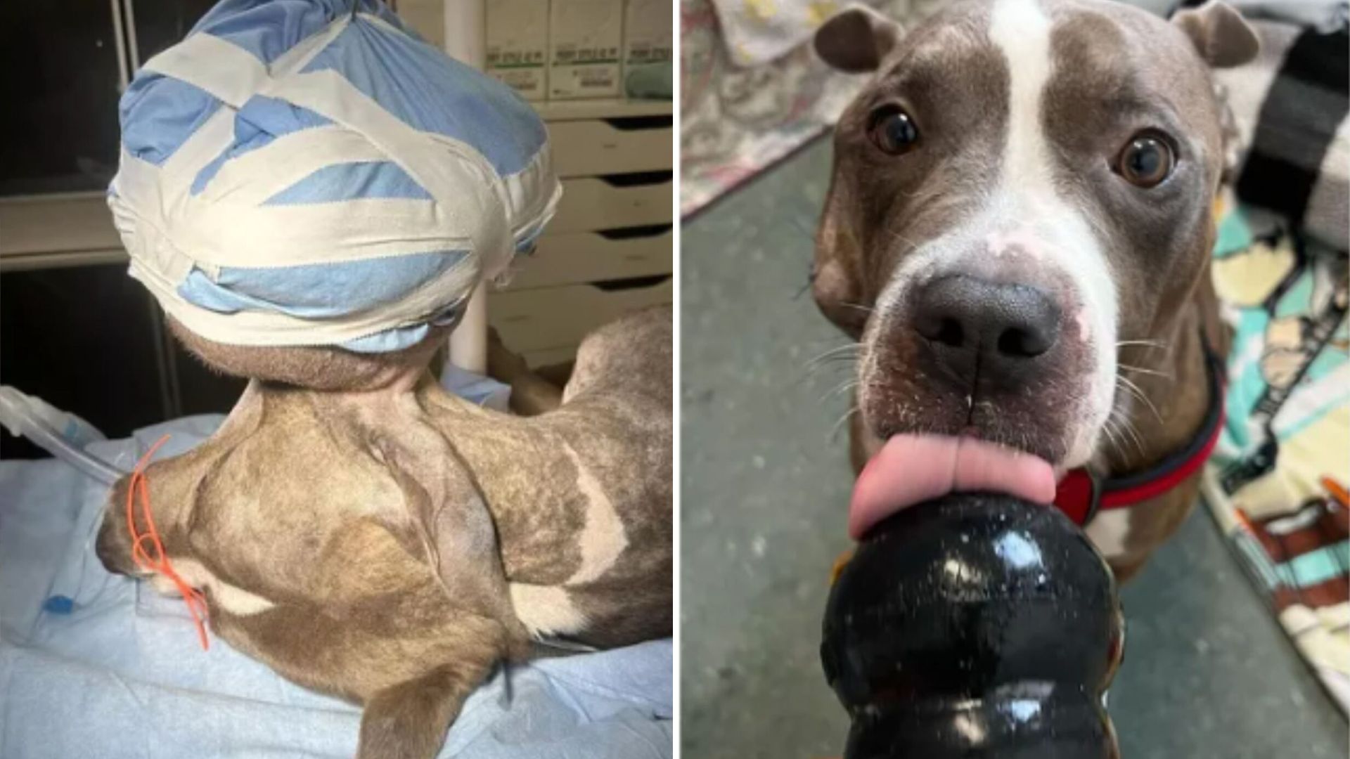 pup with tumor