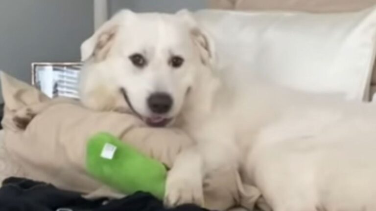 deaf dog lying