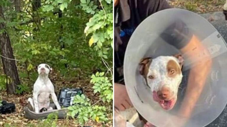 Florida Family Dumps Their Injured Pup In The Woods With Nothing But A Bed And A Broken Heart