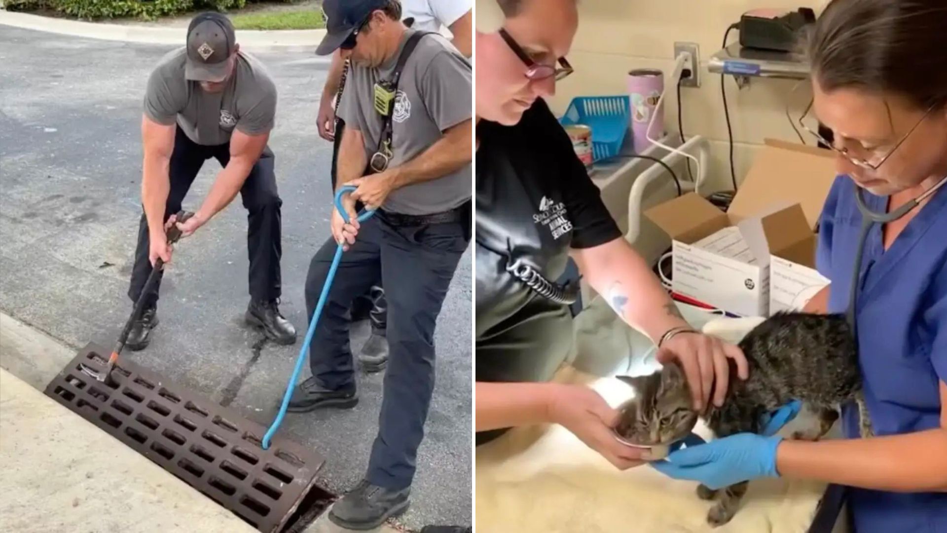 Florida Firefighters Take Immediate Action After Spotting A Kitten Stuck In A Storm Drain