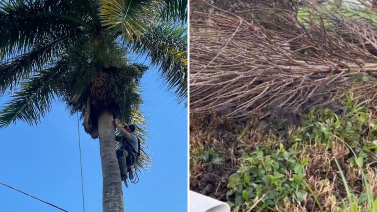 hundreds of bats found in fallen branch
