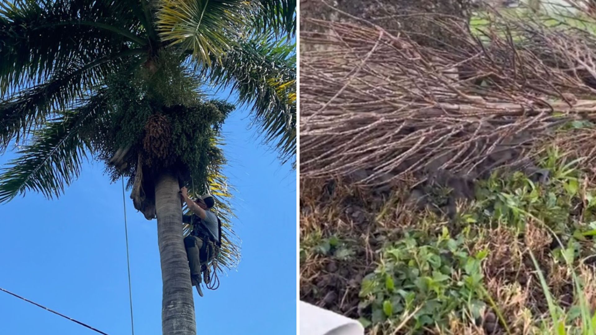 hundreds of bats found in fallen branch