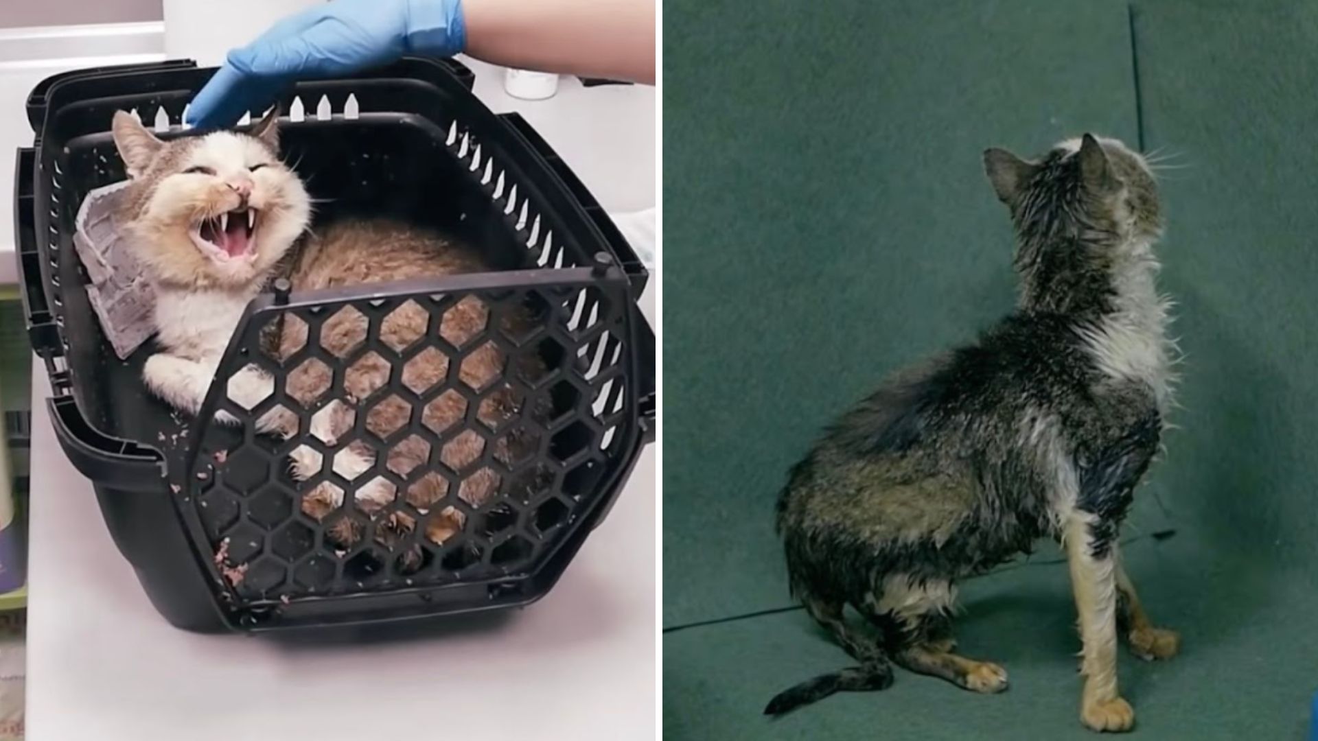 cat fights for survival