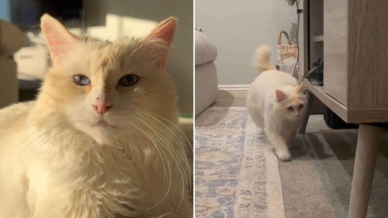 enoki the cat