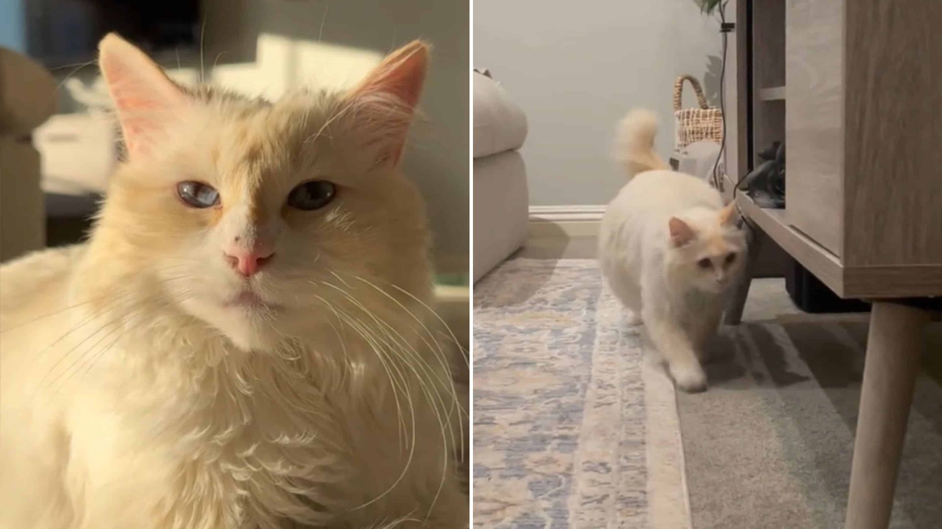 enoki the cat