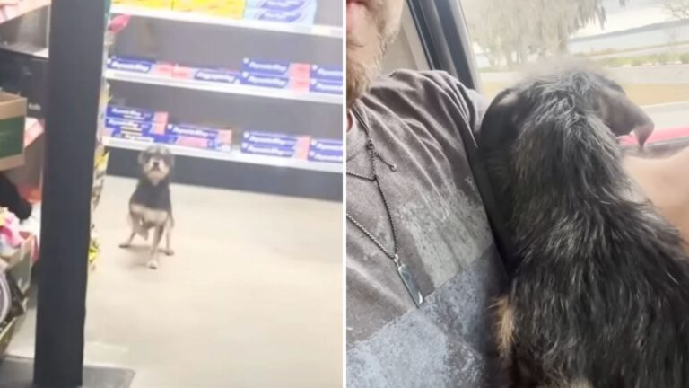 dog in a store
