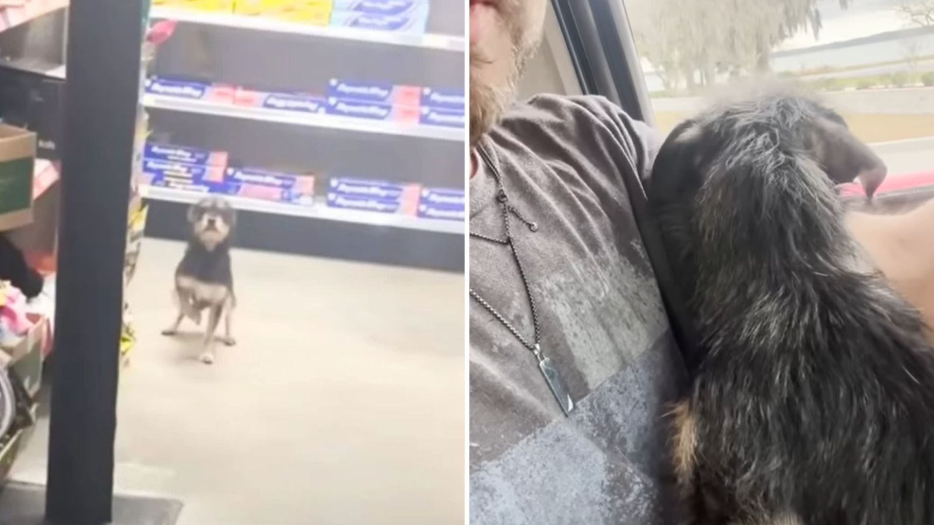 dog in a store