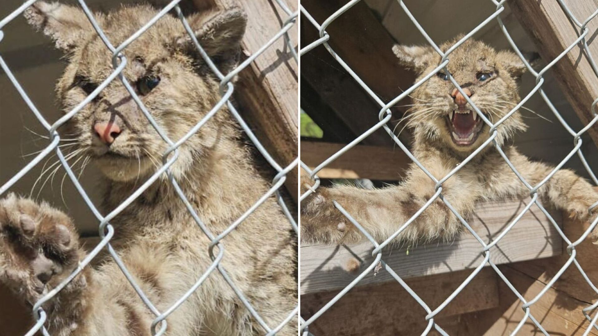 Strange-Looking Creature Trapped In Chicken Coop