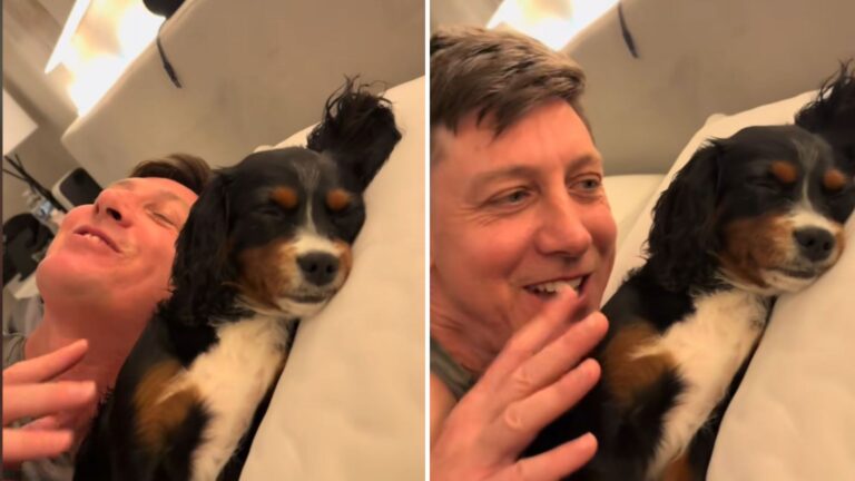 dog refusing to wake up