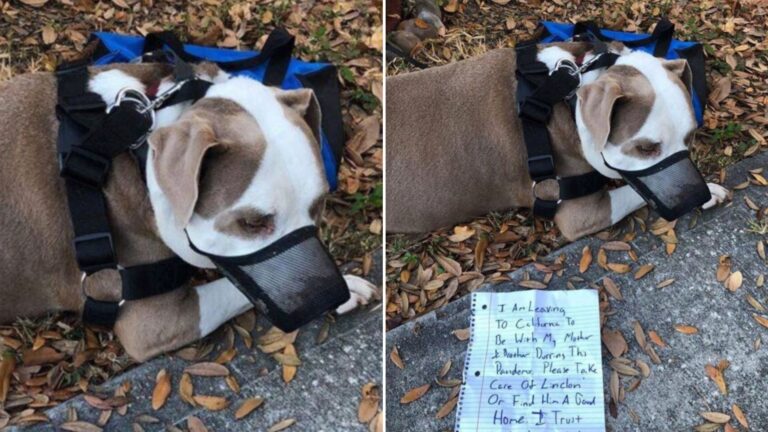 florida man leaves pitbull