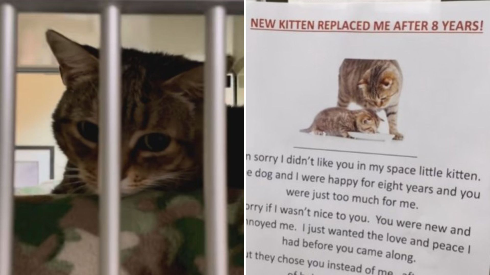 abandoned cat with a note
