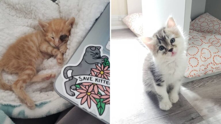 rescue kitten