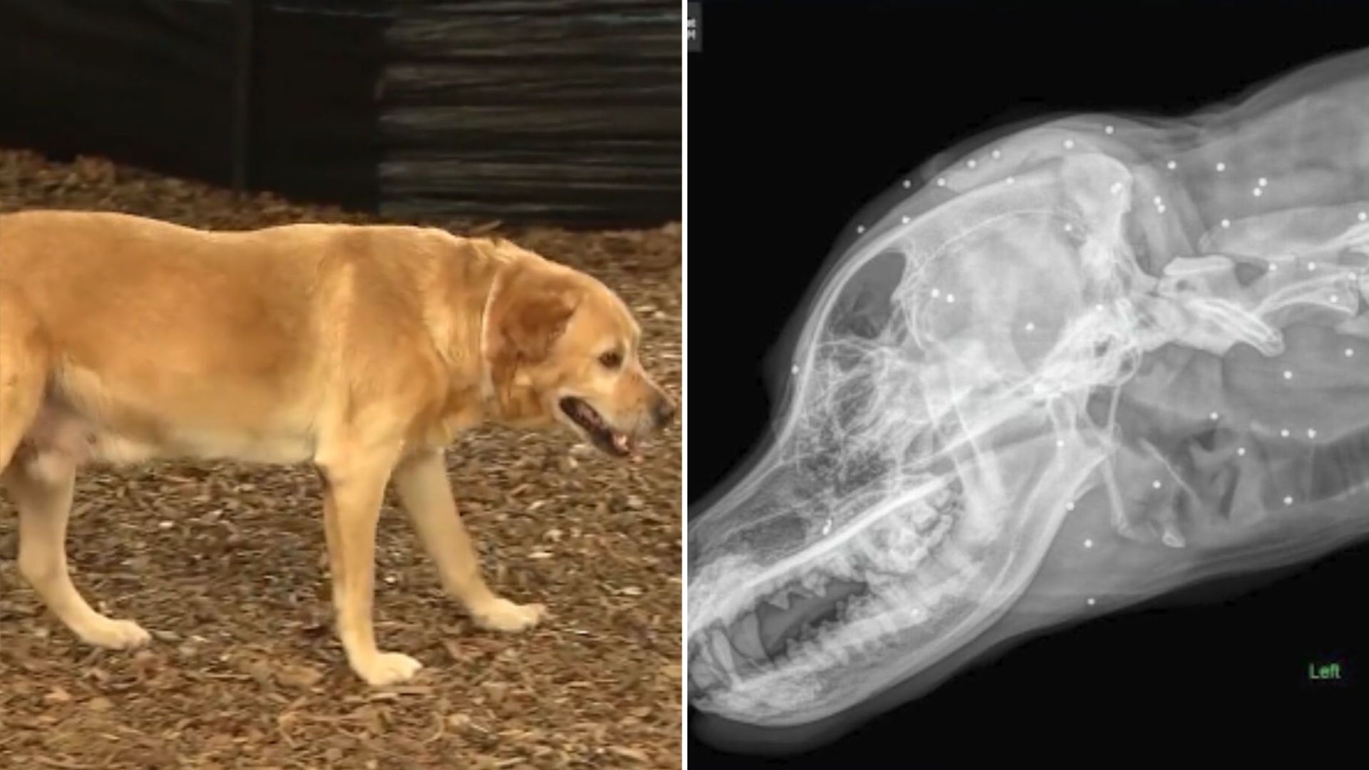 dog with hundred bb pellets under his skin