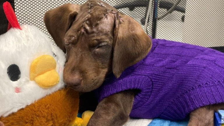 puppy survives brutal human attack