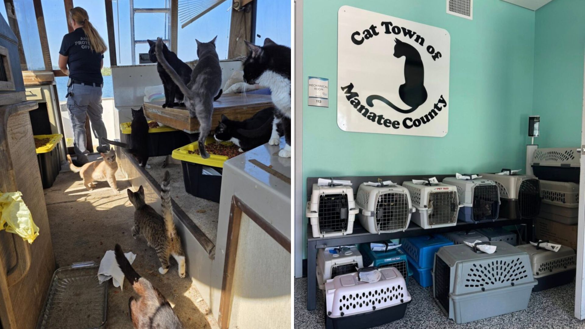 cats on a boat