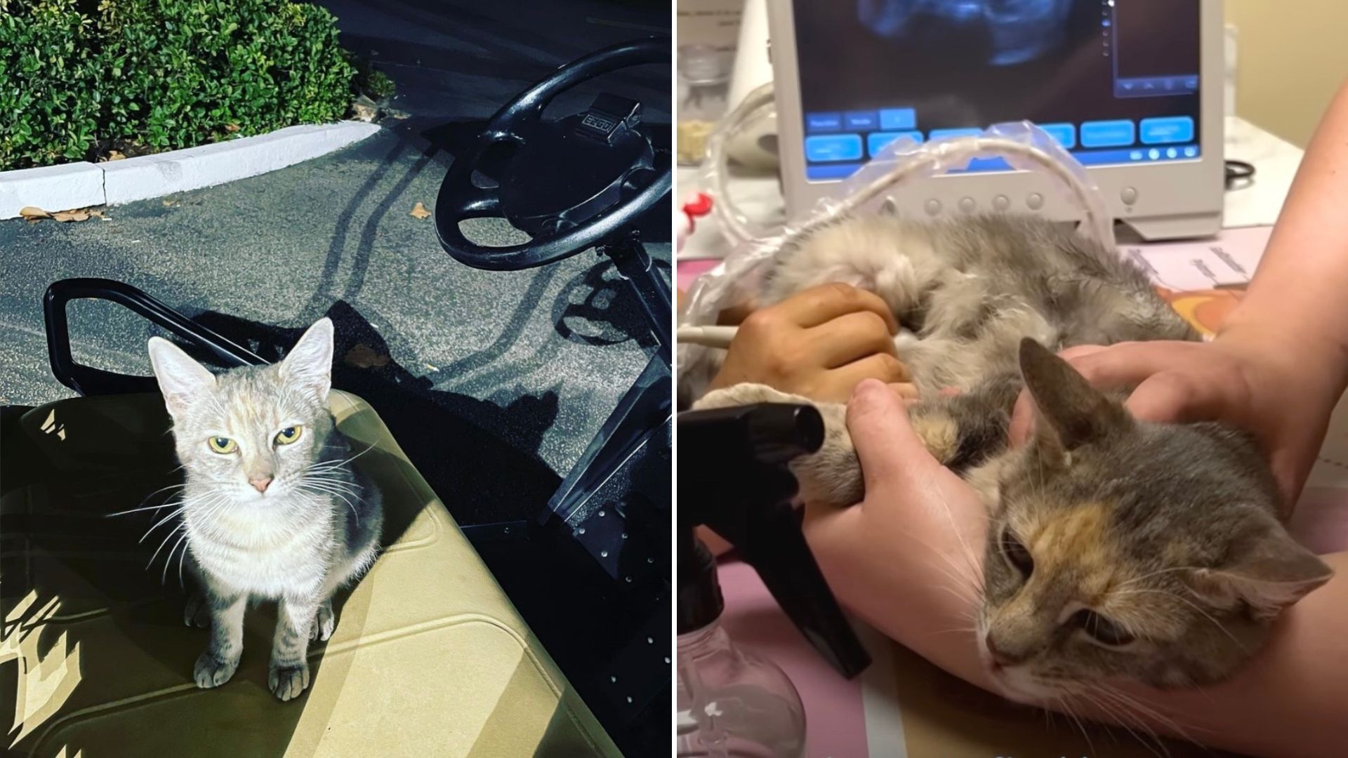Florida Security Guard Comes Home With A Stray Cat, Then Uncovers Her Huge Secret
