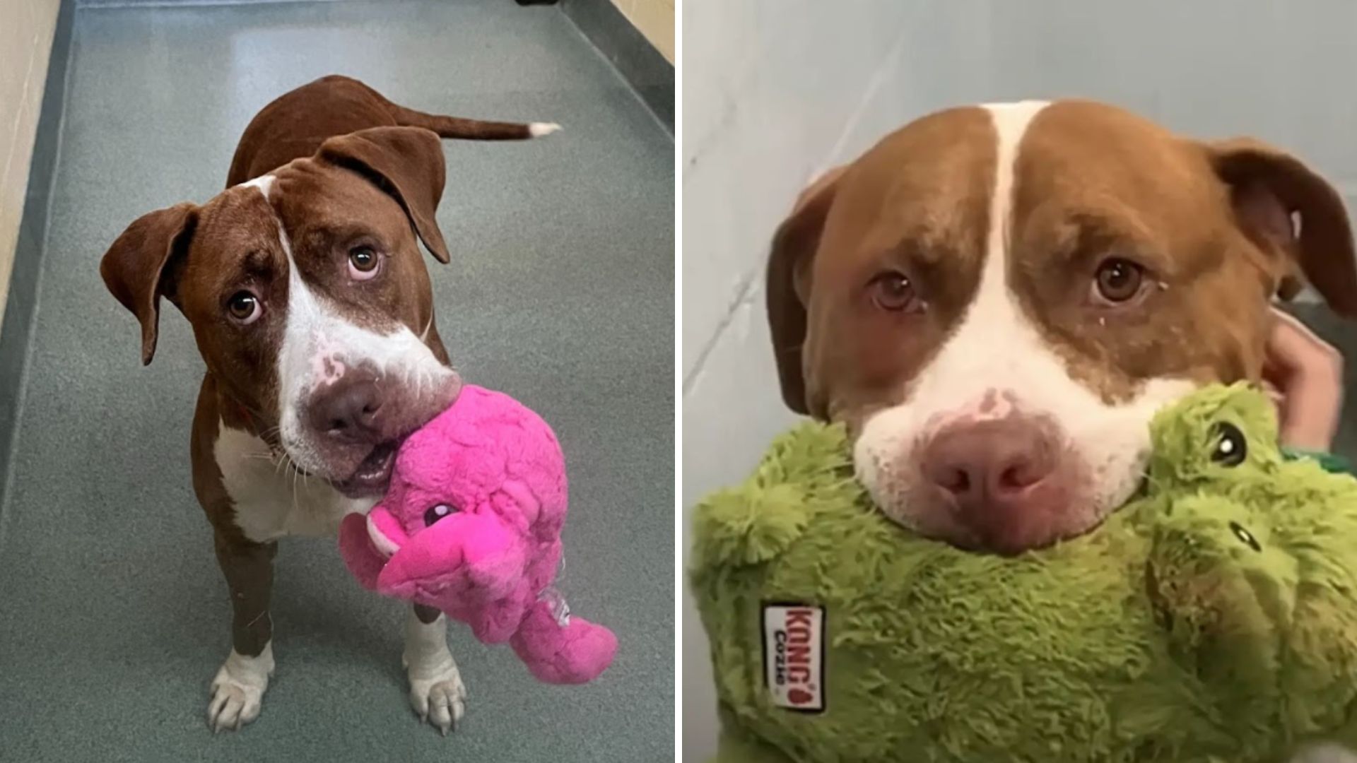 senior shelter dog shares toys