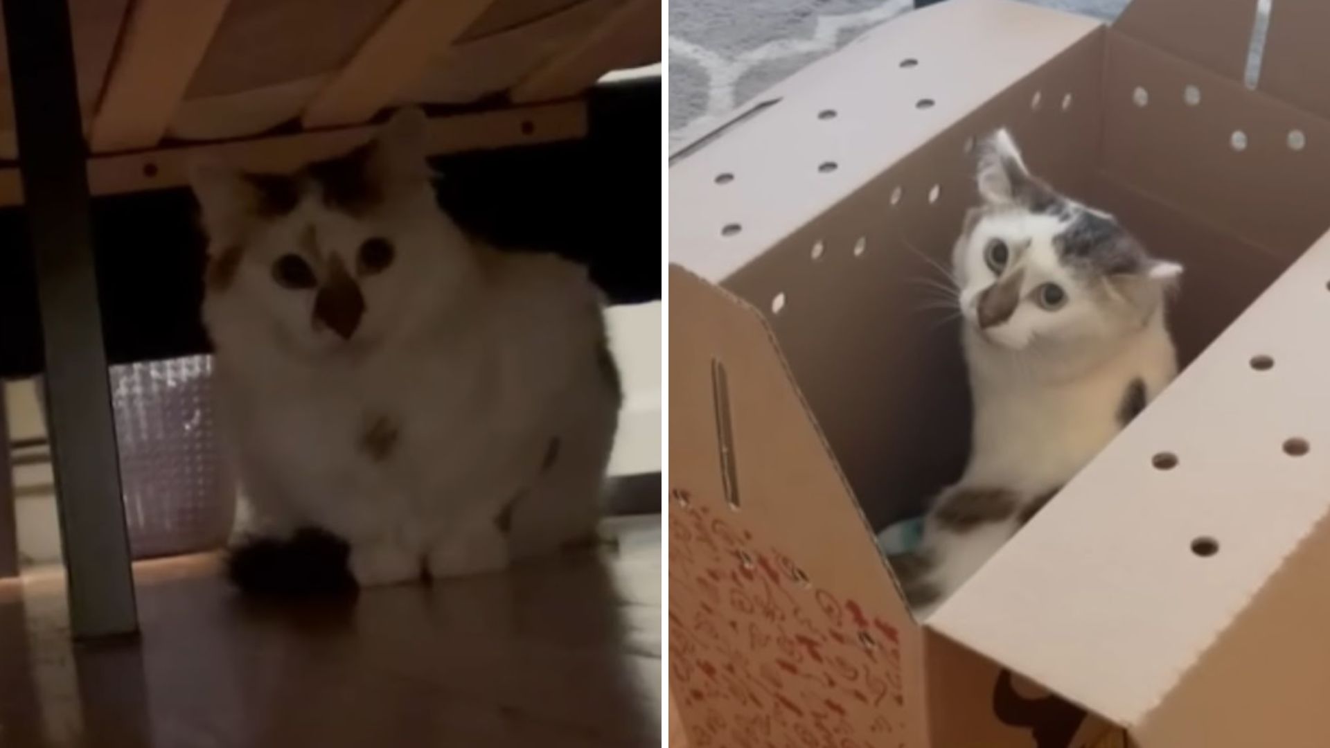 shy shelter cat