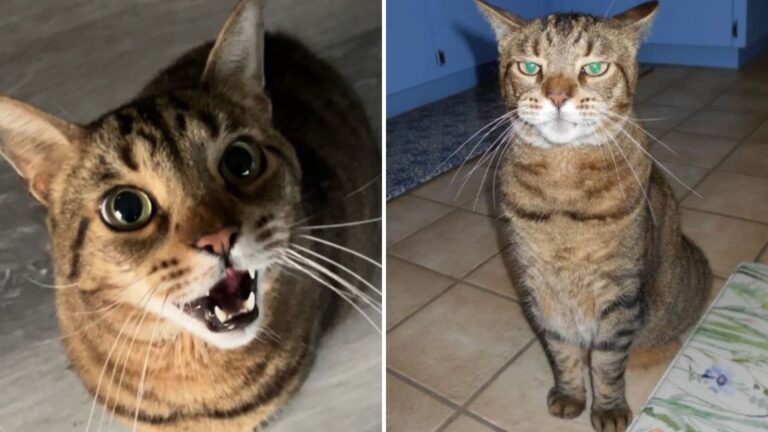adopted cat