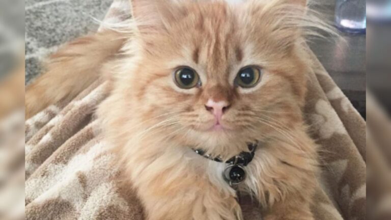 Florida Shelter Kitten Finds Forever Home, His Beaming Face Says It All