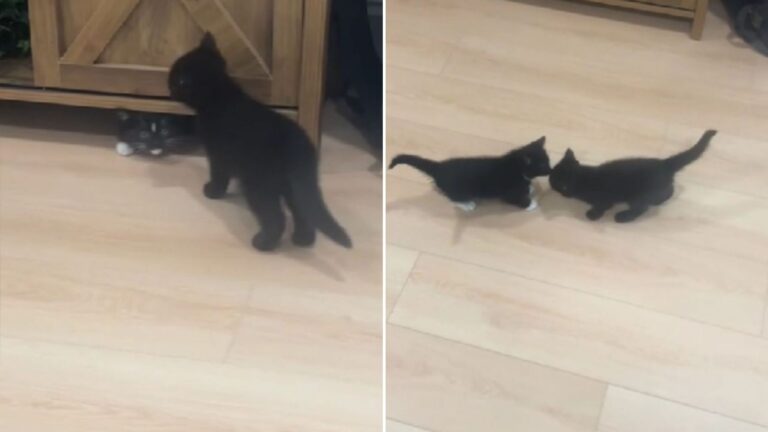 adopted kitten
