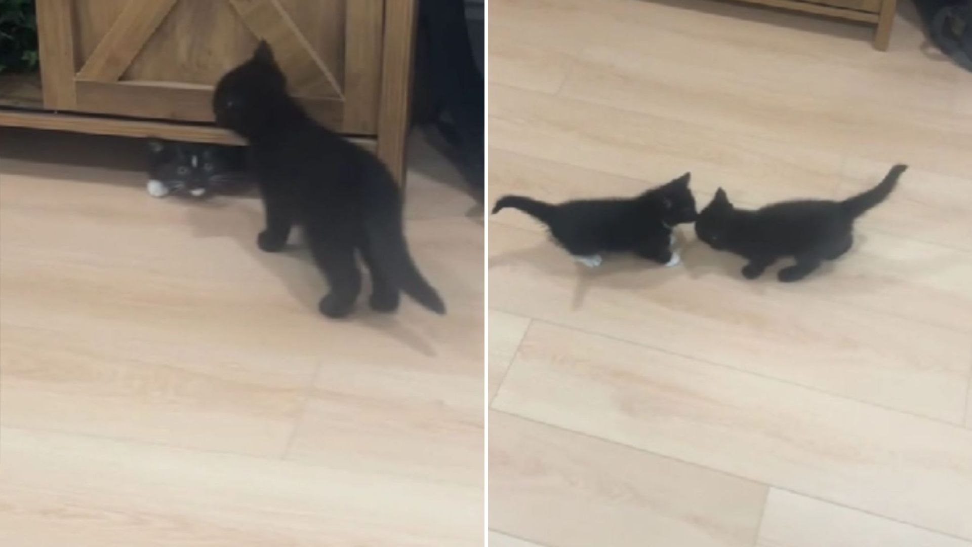 adopted kitten