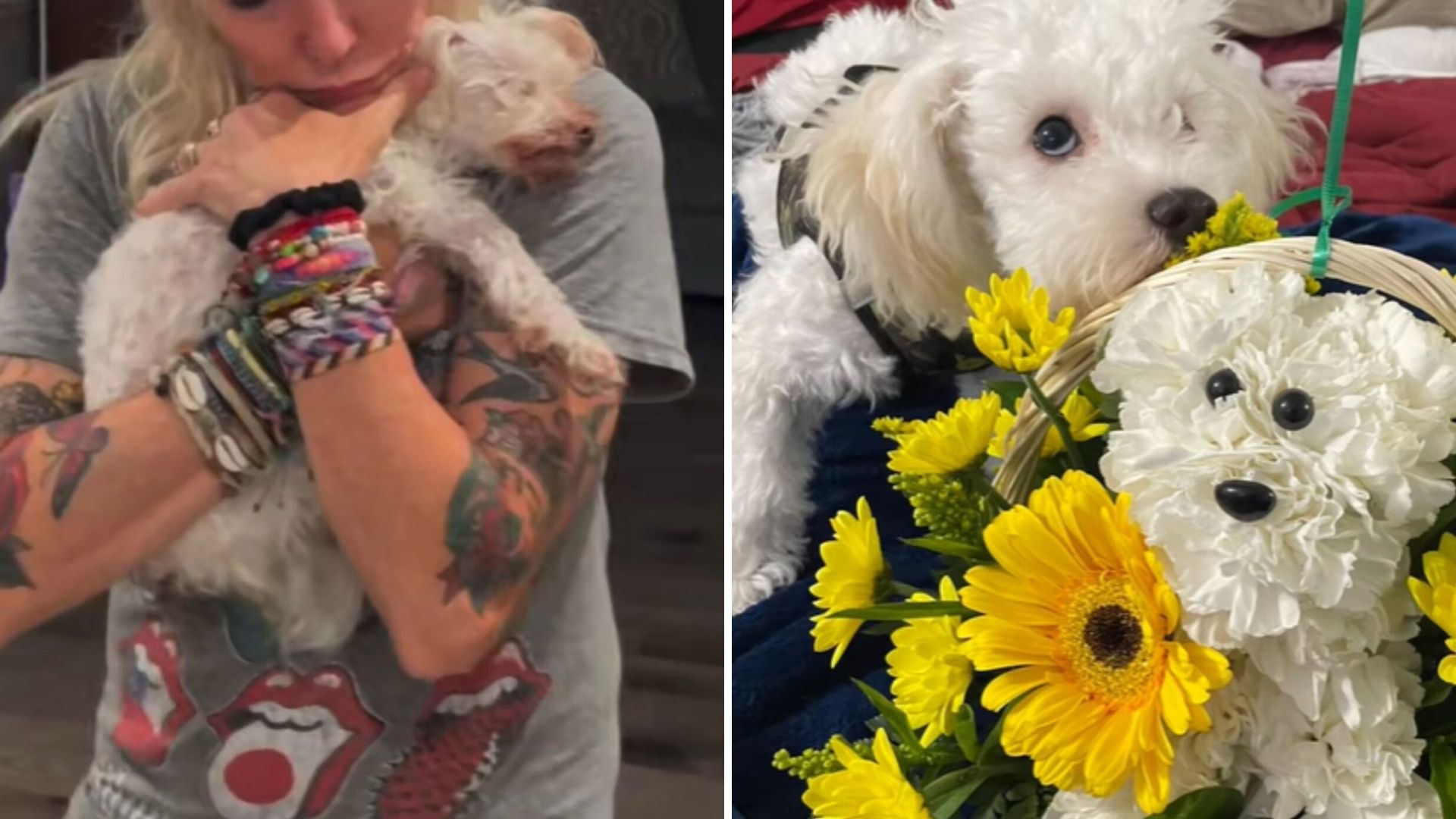Florida Woman Adopts Blind And Deaf Dog And Changes His Life Forever