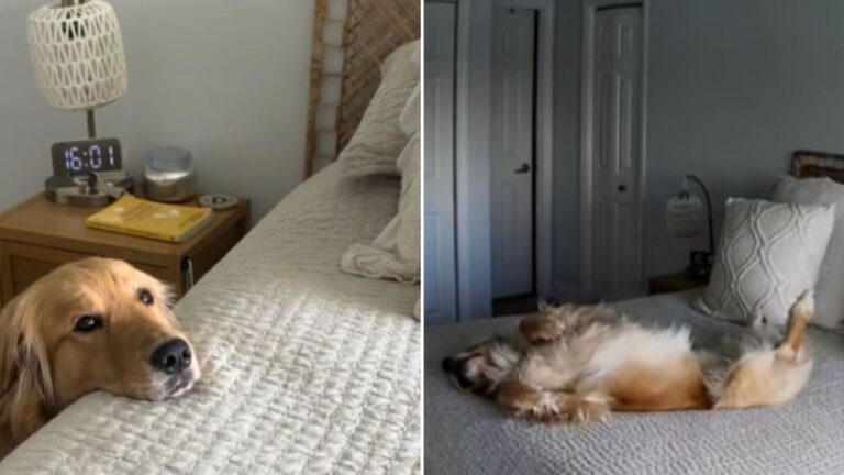 dog lying on bed