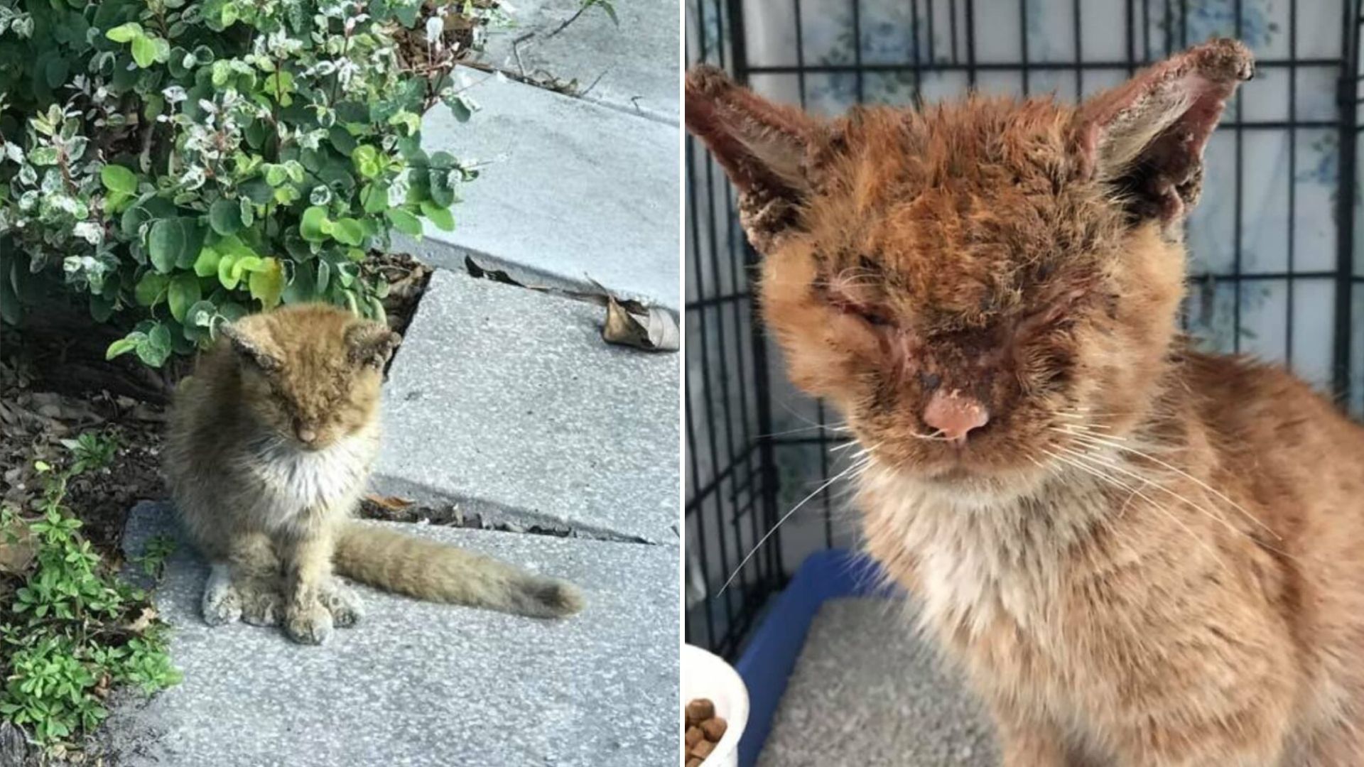 cat with mange