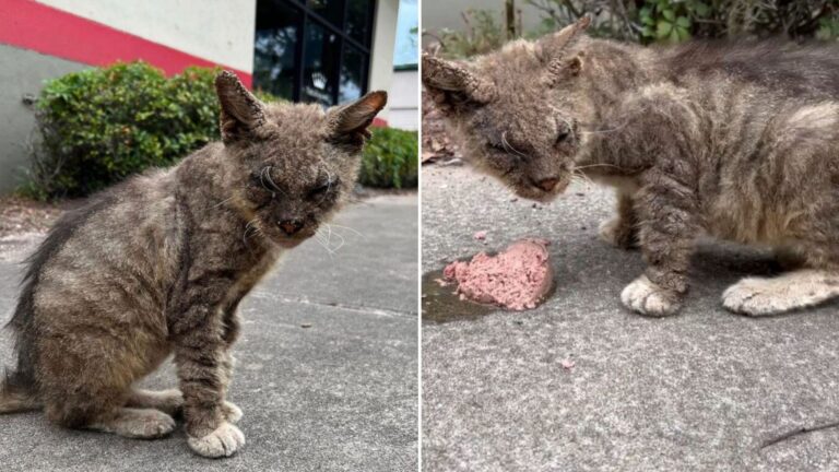 feral cat